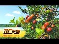 《农广天地》 20180409 种茶不卖茶 财富油里榨 | CCTV农业