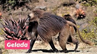 Gelada (Theropithecus gelada) by A to Z Animals & Plants 90 views 3 years ago 1 minute, 15 seconds