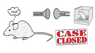 How To Easily Clear Your Subconscious Blocks? For 100 Years Neuroscience Had It Wrong!