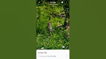 Seen this in Australia might be a cryptid never seen anything like it😯 #cryptid #real #creepy
