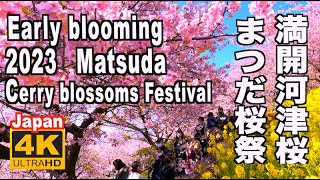 4K 2023 まつだ桜まつり Matsuda Cherry Blossom Festival Early blooming Mt. Fuji 桜の名所 松田山 神奈川県 満開 河津桜と富士山