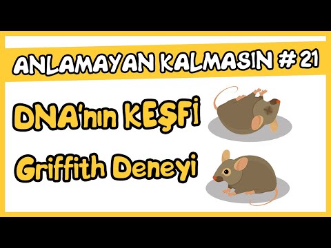 Video: Oswald Avery DNA'yı nasıl keşfetti?