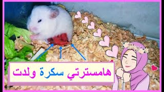 واخيرااا هامسترتي سكره ولدت ^^ ماذا نفعل عند ولادة الهامستر اول مرة ؟