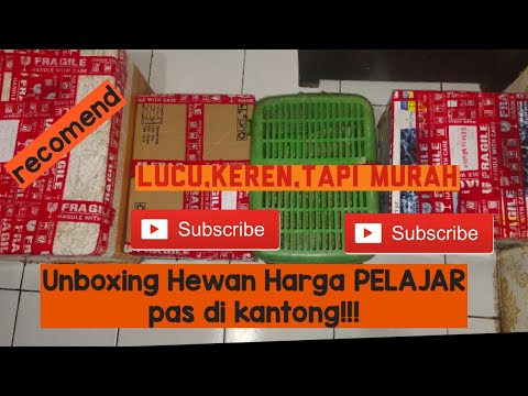 Video: 250+ Nama Ular Pet Lucu, Ironis, dan Unik Terbaik