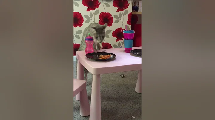 Video 1488341: wild savannah cat serval, f2 savannah cat, blue savannah