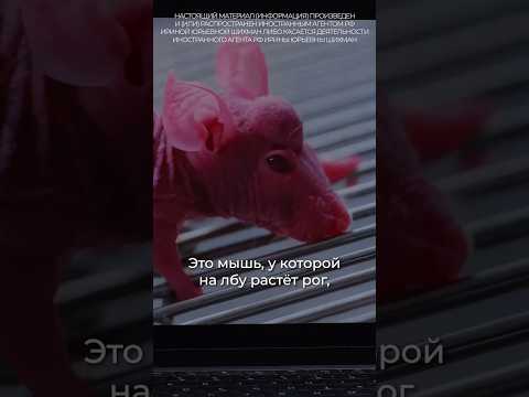 Зaчем учeные создaли мышь с оленьими рогами? Илья Колмановский #апоговорить