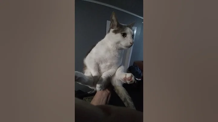 Watch the video about Munchkin core strength 💪 😻Mr Grieves the cute little Munchkin Cat 🐈 #cute #cat #shorts