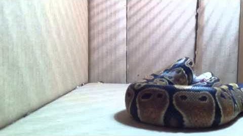 Ball python eating live mouse