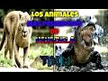 LOS ANIMALES MAS PELIGROSOS DE VENEZUELA