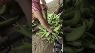 Salam Dari Maluku Utara Cukup Panen Pisang Aja