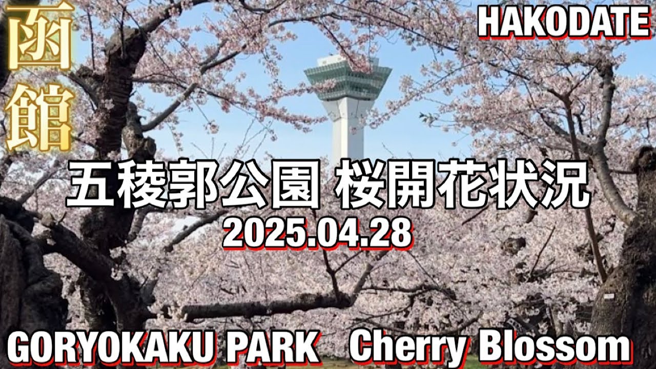 【函館】五稜郭公園桜開花状況 2025.04.28【HAKODATE GORYOKAKU PARK Cherry Blossom】 - YouTube
