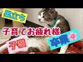 さくらfamilyその後の様子【母猫】【子猫】【kitten】【巣立ち】【卒業】【譲渡】