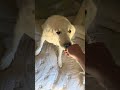 Mika video