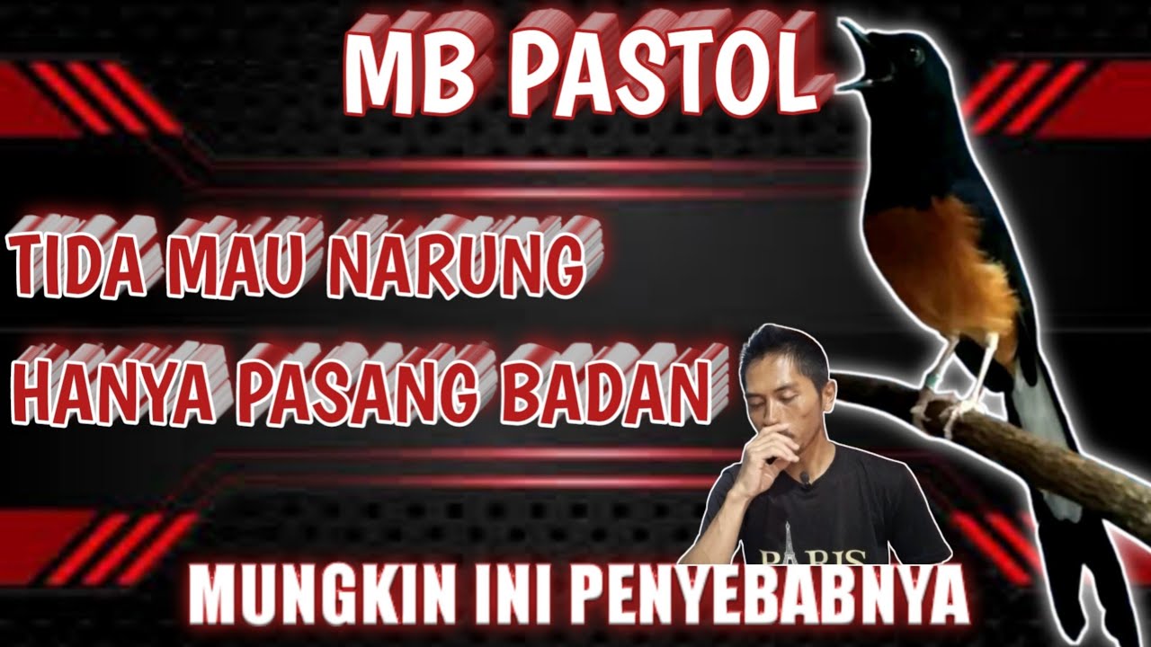 PENYEBAB MURAI BATU PASTOL HANYA PASANG BADAN