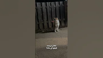 قط كشف مخطط ايلون ماسك دبلجة مضحكة اكسبلور دوبلاج يوسف ابراهيم Shorts 