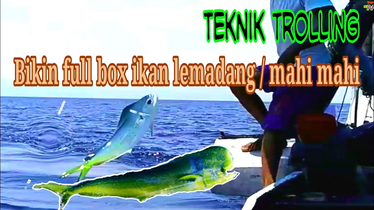 MANCING IKAN LEMADANG / MAHI MAHI TEKNIK TROLLING STRIKE TIADA HENTI, SPOT MANCING PAITON.