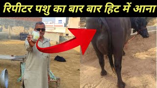 रिपीटर पशु का बार बार हीट में आना || Repeated animal coming in heat again and again ||