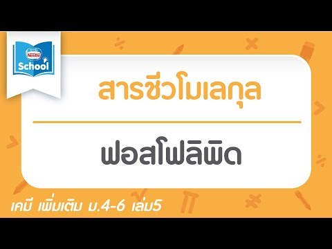 13.4.2 ฟอสโฟลิพิด