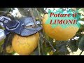 POTARE IL LIMONE