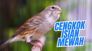 MATERI ISIAN MUEWAH FAVORITE - MASTERAN KENARI ISIAN BLACKTHROAT GACOR DURASI PANJANG IDAMAN JURI