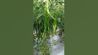 perbadaan cabe or 42 , tm999, rimbun, TM tander, dan sio tavi