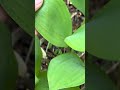 ギョウジャニンニクと間違いやすい毒草