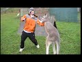 Kangaroo vs human kangaroo attacking