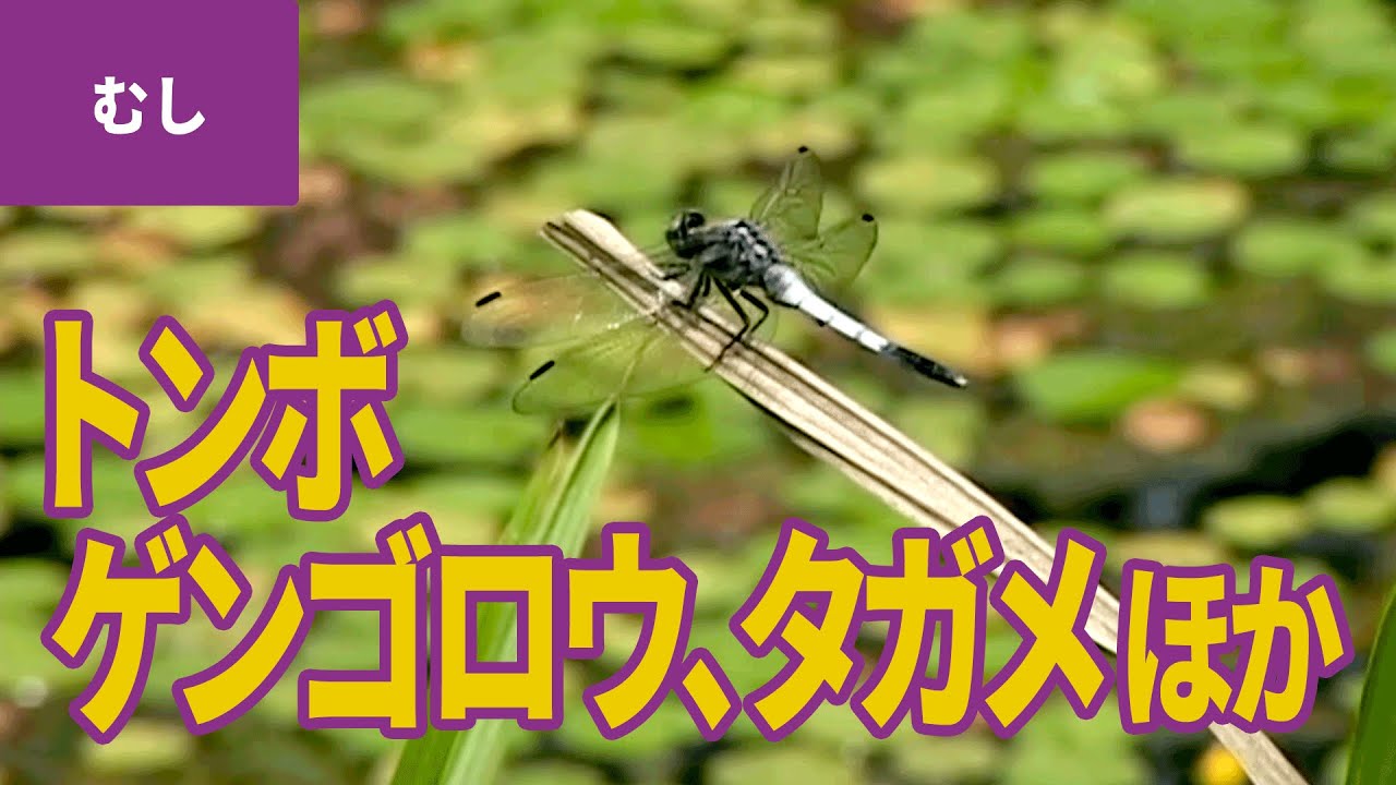 虫 昆虫 5 水辺の昆虫 ショウジョウトンボ シオカラトンボ ウスバキトンボ ヤゴ トンボの幼虫 ハグロトンボ アメンボ オオミズスマシ ゲンゴロウ タガメ Youtube