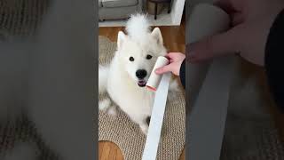 Returning What Belongs to Him! 😂 Samoyed Shedding Solution