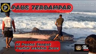 IKAN PAUS TERDAMPAR | pantai Congot | selatan BANDARA YIA | story wa kekinian 30 detik | status wa