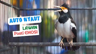 Download lagu Pancingan Jalak Suren Gacor Full Isian Ngeroll Lanjut Mompa Cocok Untuk Pendongkrak Emosi