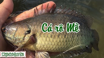 Thả lưới bắt cá cái mương lúa dính cá rô mề nẹo con - P1 |Fishing VietNam