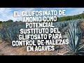 El Glufosinato de Amonio como potencial  sustituto del Glifosato para control de malezas en Agaves