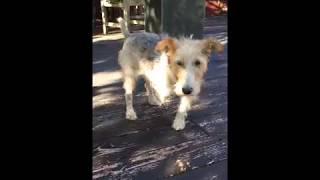 WIRE FOX TERRIER CLEO RESCUED - ABANDONED WITH MISSING LEG by WireFoxRescueMidwest 585 views 5 years ago 2 minutes, 2 seconds