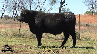 Lot 50 Carabar Resolve R211