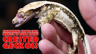 CRESTED GECKOS! Everything you've ever wanted to know!