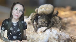 Looking for MORE WEDNESDAY EGGSACS, Rehouse & BABY UPDATE