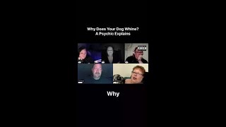 Is your dog trying to tell you something? Unlocking the mystery behind the whine.