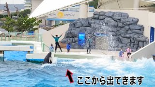 【体当たり】シャチ　一悶着ありました。　鴨川シーワールド　喧嘩 killer whale attacks