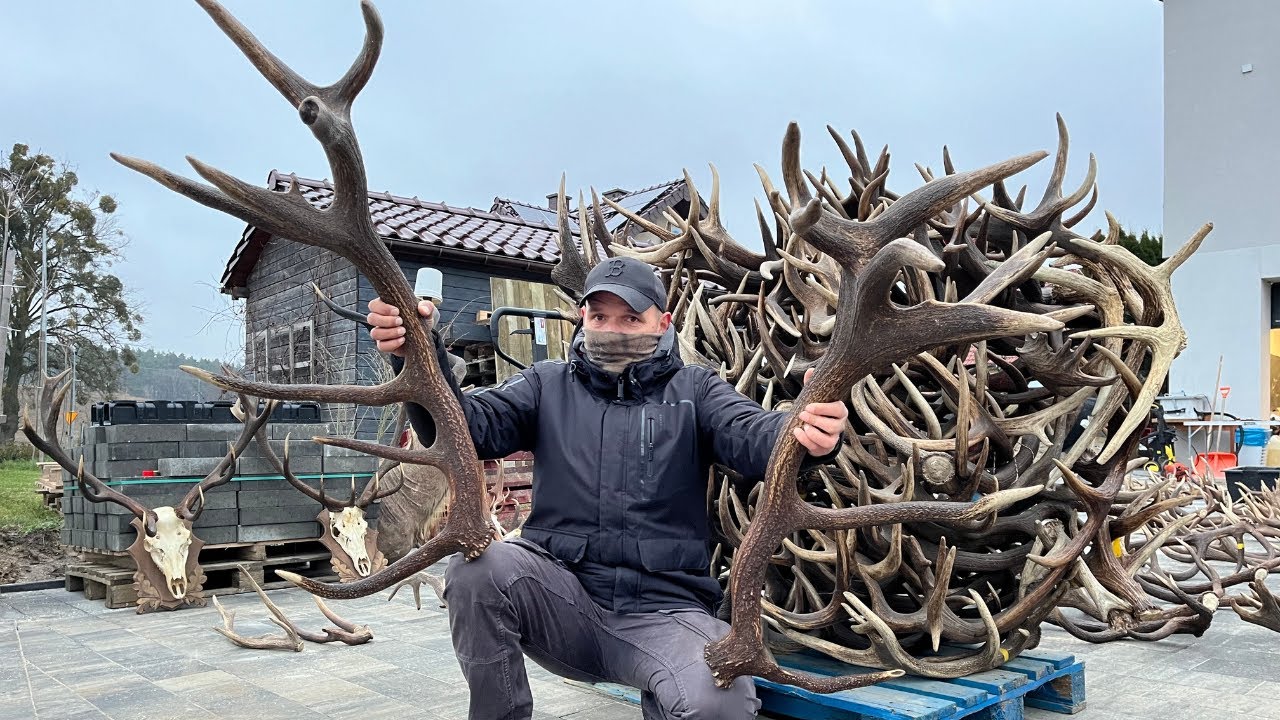 Zrzuty - poroża - Najlepsze  prezenty  pod choinkę