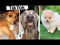 Funniest & Cutest Dogs Compilation ~ Dogs of TikTok 🥰