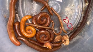 Millipede and Itchy and Itchy worms 🐛.#insects #millipede