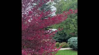 Tri-Color Beech Tree! Magnificent! \/\/ TheFlowerFanatic