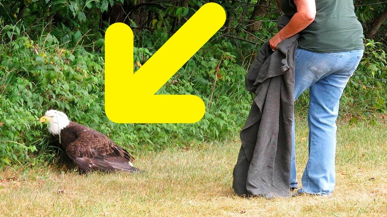 unexplained variance They Brought A Sick Bald Eagle To The Vet When They Learned Why He Was Sick Tears