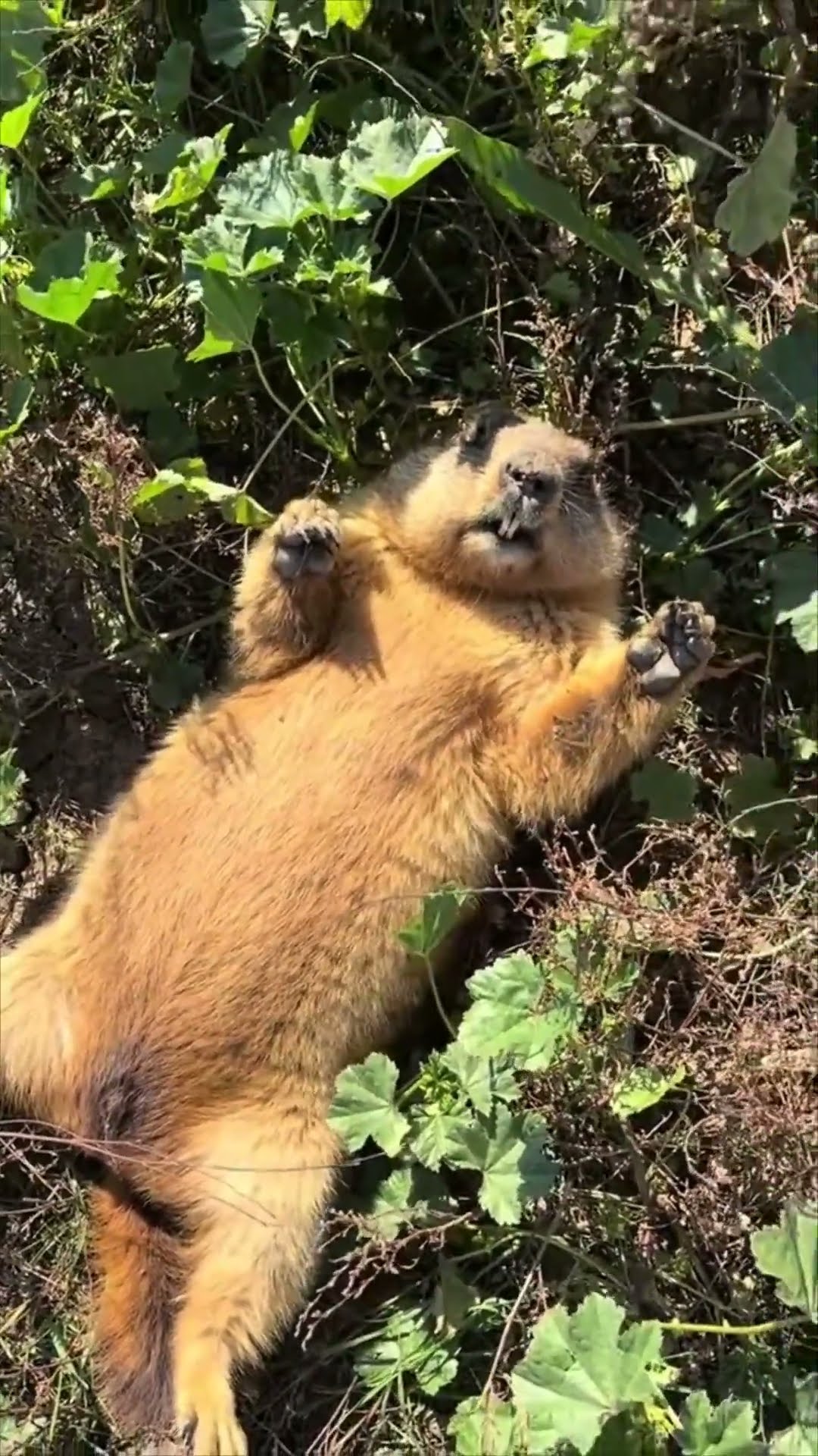Startled Marmot Runs Away Trips Rolls on Back and Dashes to Safety