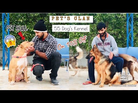 biggest-dog-kennel-in-pakistan,-special-video-2020-pit-bull,-huski,-german-shepherd
