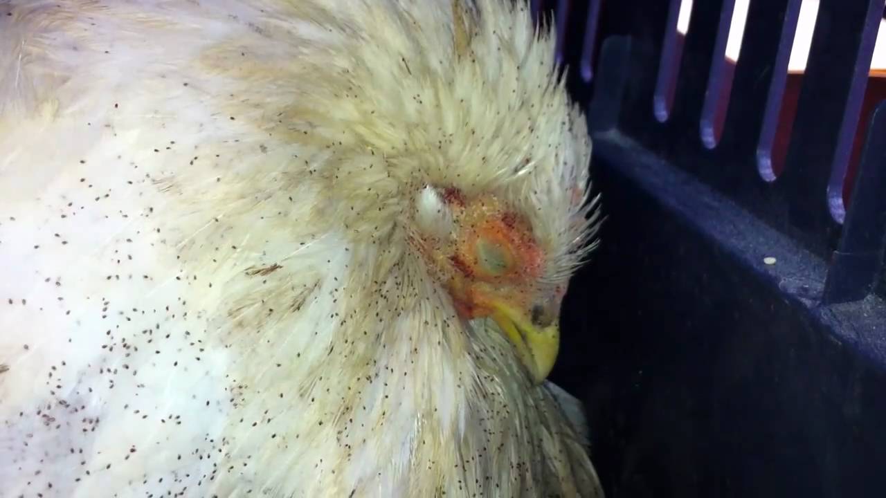 bellbowrie-vet-bird-mites-on-a-chicken-youtube