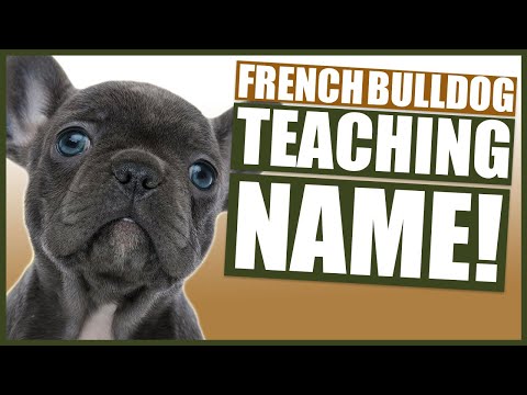 Video: How To Name A French Bulldog