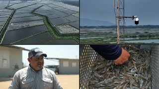 Camarón, El Producto Estrella De Ecuador, Acechado Por El Crimen Afp