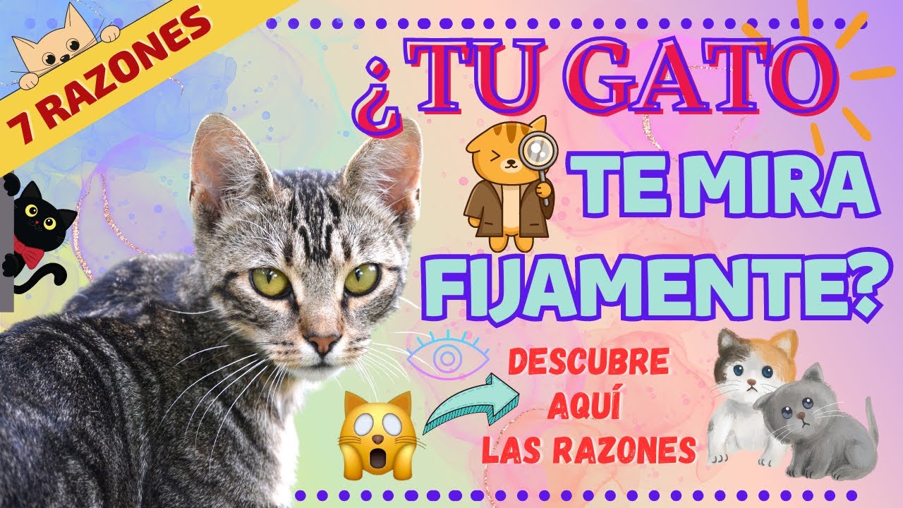razones-por-las-que-tu-gato-te-mira-fijamente-youtube